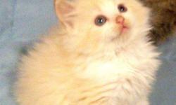 We have several beautiful ragdoll kittens to choose from. They are raised in our home and are very sweet. They come with a 1 yr guarantee. We have traditionals for $750 and minks for $850 We are looking for loving families for our precious babies. They