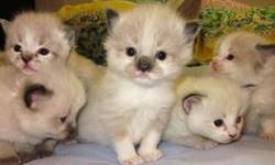 We have two new litters of adorable ragdoll kittens. The father is a handsome blue point cat. One of the mothers is seal point mitted and the second mother is seal lynx colorpoint mitted. They will be ready for sale around 4th of July week. By that time,