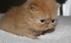 We have available two darling red Persian kittens. They were born on August 21, 2014 and will be ready to go to their new homes at 12 weeks.
Sire is ShadowOakPersians Izzy who came to us from California. Dam is Piesker's Princess Rose who came to us from