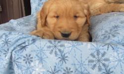 We have a litter of beautiful golden retriever puppies, raised here on our farm and ready for their new homes on or after January 12. Their birthdate is November 22, 2014. The dad and mom are our family pets and can be seen when you visit. We can be