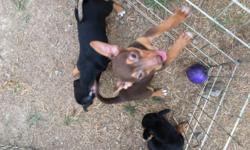 Two female, one male. Teddie Roosevelt, mixed with Corgi and Manchester Terrier. Ready to go to their forever families. They are 10-11 weeks old and have 2 sets of shots. They are NOT finished with vaccinations. They will need to be spayed/neutered at