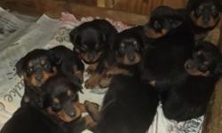 We have a Beautiful new litter of 8 Rottweiler puppies born Dec 18th 2014 and will be ready at 8 weeks of age on or after 2-12-15! Give the gift of Love this Valentine's day!! 6 Handsome boy's and 2 Pretty girl's! Our puppies are Family Raised in our home