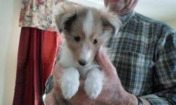 3 female, 3 male beautiful 9 week old Sheltie pups are ready for their new forever homes. They have been hand raised, loved dearly, with parents on premises. Vet checked, first shots and AKC certified. $500.00
Please call Carol, email belongs to daughter