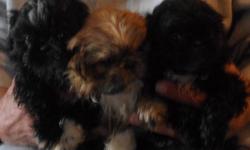 We have a litter of 6 Shih-Poo puppies ready for their new loving families on December 19th. They have been vet-approved, vaccinated and wormed. Each puppy goes to its new home with top-quality food and toys.
There are 2 females, one black with white