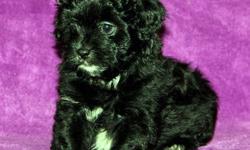Adorable Shih A Poo?s -- We have 4 little boys born Feb 5th, 2013 looking for their forever family. These little guys have been raised in my home; they will come to you with their first vet check, vaccinations up to date and worming had been done on an