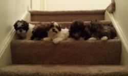 Adorable hypoallergenic shih poo puppies- 5 total. 4 females (1)white w/ brown and blk. Markings, (1)white w/blk. Markings, (2) brindle. 1 male brindle. Vet checked with 1st set of shots. Great family dogs. Approximate weight full size is up to 15 lbs.