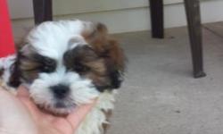 I am a fluffy 9 week old Shih Poo male puppy. I am white with brown and tan colors. I am vet checked with 1st set of shots and dewormed. My Approximate max weight will be 15 lbs.