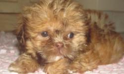 10 week old boy shih tzu, very active and playful looking for a new home.