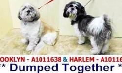 HARLEM & BROOKLYN are 2 little Shih Tzu brothers who were dumped together @ the High-Kill Brooklyn Shelter when their owner of 8yrs suddenly had no time for them. Both are absolutely adorable. Can we save them together too perhaps? Each other is all they