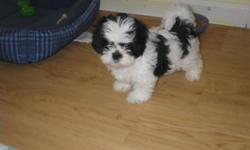 She is an adorable female Shih Tzu puppy born on 5/23/14. Mostly white with black markings. She will be ready for her new home on July 21, 2014. She will have her first set of shots, will be vet checked & dewormed. She is puppy pad trained, and doesn't