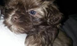 PLEASE NO OUT OF STATE FAKE BUYERS. SAVE YOUR STORIES. FACE TO FACE A MUST!
Shih Tzu puppies Ready for a new home in 2 weeks or so. Live in Spring Valley, ny Work in nyc. i own the mother and father full breeds Shih Tzu. Please text if i dont answer your