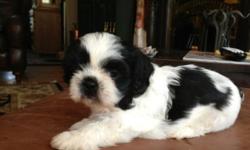 Oreo is an easy going Shih Tzu puppy with a
lovable personality. This adorable pup will come
to his new home vet checked and up to date on
shots and wormer. Oreo is registered with the ACA
and comes with a health guarantee. This little
sweetheart is