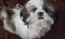 Tammy is a Gold&white female Shih Tzu that is recently back in the need to find a new forever family, do to her elderly owner not having enough energy to take care of Tammy! She is so sweet,loving and playful! She is already 99% house trained and create