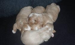 We have a new litter of beautiful Shihpoo puppies. The mother is a pure bred Shihtzu, the father, a pure bred red miniature poodle, both are also our house pets. We have three boys, one girl. The puppies will come with their first shots, will be vet