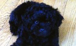Email us to meet this adorable puppy!
Orange County - Goshen area NY-
Home rasied Vet Checked with first Vaccinations. This ShihPoo puppy was born on June 7th 2013. He is an all black male. He has been around children since birth. He is playful and