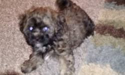 2 Males and 1 female... shihpoo ready for his forever home...has been with children since birth.Very well socialized.Hypoallergenic.Will make wonderful family pets.Parents weight 15-17 lbs.Will love going for walks,hiking,swimming and playing...Born Dec17