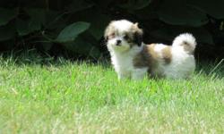 Adorable Shihtzu & Longhair Chihuahua puppies for sale, PRICE REDUCED to $599! 3 females & 2 males. Please come to see them, it will be a great companion or addition to your family. They're good with children & other pets, & are used to a family