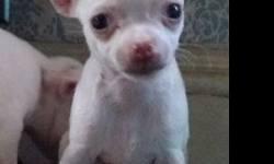 We have available for adoption two super cute Chihuahua puppies.
One is male known as "Bear"
One is female known as "Micro Nina", Nina being her mother who she looks like.
Both are short hair white.