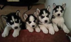 I have three females and 3 males Siberian Husky black and white they will be vet checked first shots .they will come with papers ACA they will be ready to go June 9th they are all very adorable