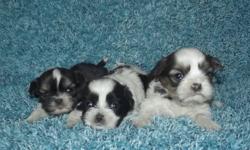 3 Adorable Male Shih Tzu Puppies born 2-21-13.
1 Black and white, 1 Gold and white and 1 Cho and white.