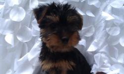 We have beautiful silkie terrier puppies available for their new homes now!!!
Family raised in the country! The puppies have been vet checked and have a written 1 yr health guarantee.
When picking up your puppy you will get a Health Certificate from the