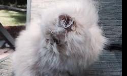 Absolutely adorable solid cream male Persian is available. He is absolutely fearless, endlessly entertaining, and just plain cute. He is eleven weeks old and can go to his new home in about a week.
Is he "show quality". This is a very subjective opinion.