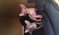 We have 2 adorable Shynx Peterbald male kittens. They are 1 month old .The personality of a Peterbald is very outgoing, very friendly, can be demanding and loud. Most crave human attention like no other breed of cat you have ever seen. Peterbalds are
