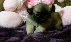 Super cute Shihtzu/Longhair Chihuahua puppies. 1 male, 2 females- $700. Please come to see them, it will be a great companion or addition to your family. They are used to children and pets, and a family household. All puppies are updated on deworming and