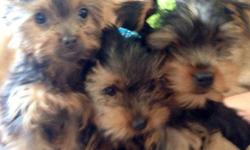 I have males and females.
These puppies are hypoallergenic dogs that are more compatible with
allergic people then other breeds. They will be vaccinated up to date micro chip, veterinarian checked with a NY health certificated, health
guarantee and a