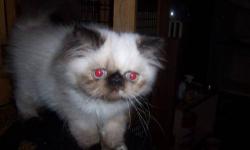 Playful torti point himalayan kitten, 4 months old. CFA registered, shots, wormed, vet checked, health guarantee. Raised underfoot. Grand Champion lines. Sweet and very sociable.
Telephone land line. No texts please.
