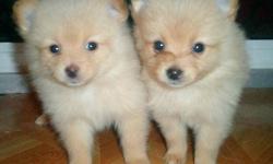 Our white/cream Pomeranian puppies are now ready for forever homes! 1 male and 1 female. 8 weeks old. Absolutely adorable and they have the most amazing personalities.
They come up to date with deworming and first shots.
