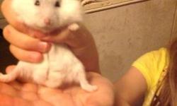Sweet young Pearl White male Dwarf Winter White Hamster. Very Friendly. Does Not Bite. Change bedding with Carefresh once in two weeks and Will Not Smell.
Included is...
32'' bin cage
8 1/2'' comfort Wheel
Igloo Hidey House
Colored fiddle sticks Bridge