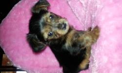 Adorable female yorkie for sale. She is currently 7weeks old and cost $750.00 and comes with her first full check up along with all first shots. Great with kids, very loving and cuddly.