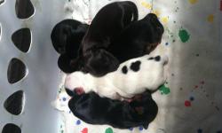 I have four beautiful puppies for sale! They were born on may 18th. There are three boys and one girl. Three of them are yorkie colored, and the last seems to be all black or very dark brown. The female is yorkie colored. I have the mom on site and