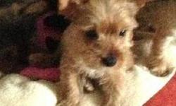 Adorable Pure Breed Yorkie with shots and deworm 8 weeks old
Serious Inquiries
email- [email removed]