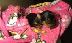I HAVE FULL BREED YORKSHIRE TERRIERS AVAILABLE CALL OR EMAIL TODAY TO SCHEDULE AN APPOINTMENT TO SEE THE PUPPIES