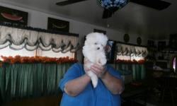 Maltese puppies. 5 males-vet checked, wormed and 1st shots. Ready to go on October 5th. Taking deposits. Please call 845-505-2032