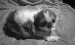 READY NOW!! I have adorible shih tzu/maltese babies...... 2 boys. These dogs are very easy to train. They are very playful and have great personalities. You can text me to make an apt to pick out your new baby at 585-205-6032