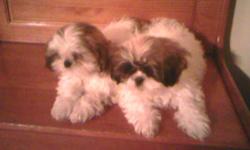 I have 2 adorible male shih tzu/maltese puppies. They are very playful and love to cuddle. They spend alot of time with my 2 yr old niece and 3 yr old nephew. I've been paper training and they love to go outside. They also love to ride in the car. If