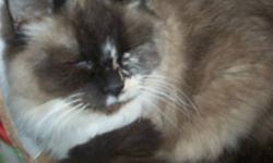 I have several adult and young adult ragdolls which I am looking to place in homes where they will be loved and in return be great companions. All were raised around my other pets so are fine with dogs both big and small. Both males and females are