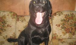 I AM A 4 YEAR OLD ADULT BLACK LABRADOR RETRIEVER I COME WITH UTD VAC'S AND DEWORMINGS. I AM A PROVEN SIRE AND I WOULD DO WELL WITH A NEW HOME WITH LOTS OF OUTSIDE RUNNING SPACE I LIKE BEING OUTSIDE RATHER INSIDE FOR EXAMPLE A FARM. I LOVE CHILDREN AND