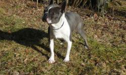 I am retiring my AKC blue/white male Boston , Levi . He is 5 yrs old , crate trained, current on vaccinations and will be neutered before going to his new home... He has had obedience training classes and he would like to have a home that would keep him