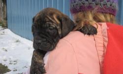 we are down sizeing and selling a breeding pair of reg akc bullmastiff fawn in color. both are very sweet loveing dogs the stud dog is just 2 years old has sired 3 litters and the female is just 4 and 2month old and has only had 1 liter she was a great
