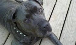 Pearl is an adult female Cane Corso. She is very well
trained, formerly an obedience competitor. She is
amazing in the house. She is crate trained, but has
not been in a crate in a long time.
She is good with well behaved children. She needs a
home