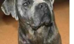 WE HAVE TWO ADULT LADY CANE CORSO'S NEEDING A GOOD HOME. THEY ARE HEALTHY, ACTIVE, GOOD FOR BREEDING AND ARE GREAT YARD DOGS.
$200 TO $500, CALL WE CAN TALK
PLEASE CALL JOE AT 516 205 8564.