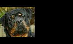 Adult female rotty. Silly Lilly we call her. UTD on shots, nice dog. Very happy, not a mean bone in her body. She loves butterflies,worms, bugs.. almost as much as people. Loves attention, minds well. Plays ball. Loves her crate, easy to take for a walk,