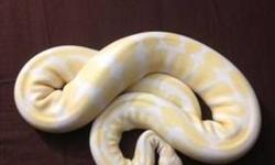 Adult male albino corn snake. Feeding on frozen/thawed large mice weekly.
$60, pick up only.
No trades.
No setup.