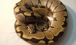 2010 Adult proven breeder male Pinstripe Ball Python for sale! $200 plus shipping. Eating frozen thawed small/medium sized rats. Please contact me if interested, thanks!
Kristina K
[email removed]
516 668 5479
Like us on Facebook!
