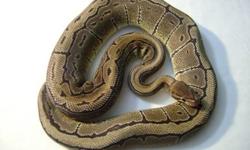 2009 Adult proven breeder male Woma Ball Python for sale! $150 plus shipping. Eating live medium sized rats. Please contact me if interested, thanks!
Kristina K
[email removed]
516 668 5479
Like us on Facebook!
www.facebook.com/crypticpythons