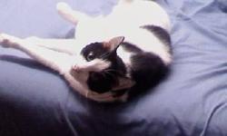6 year old male black and white cat needs a new home. I do not want any money for him, just a good home. I have had him since he was 8 weeks old. He is very friendly and affectionate. My wife is allergic and I can no longer keep him. He is fixed and